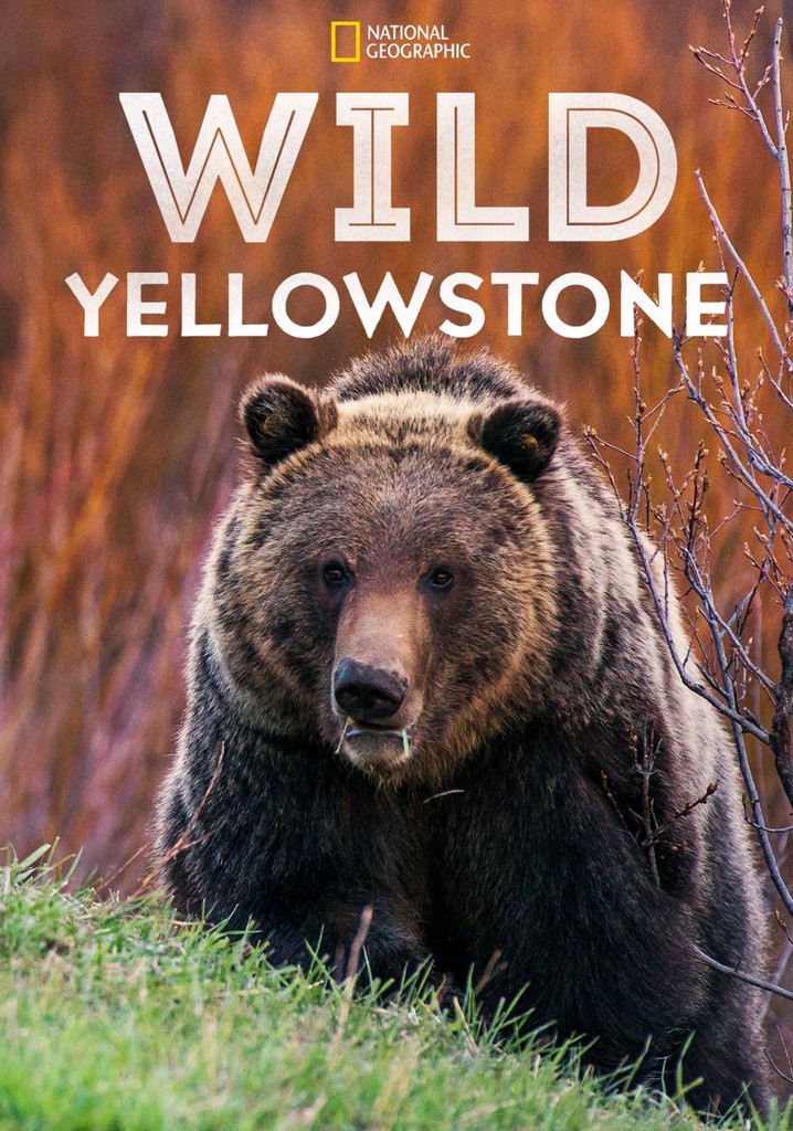 Wild Yellowstone streaming where to watch online?